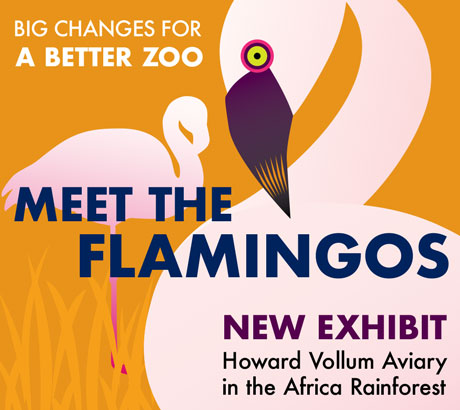 Flamingo Digital Illustration - CC Illustrator