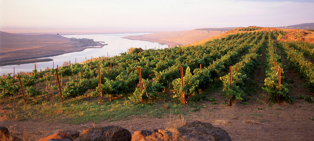 Original color photo of vineyard overlooking the Columbia River in Eastern Washington.